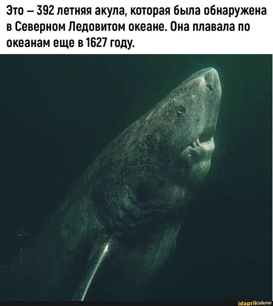 Северно ледовитая акула. Гренландская полярная акула 512 лет. гренландская полярная акула продолжительность жизни. гренландская акула 392 года которой. гренландская акула долгожитель.