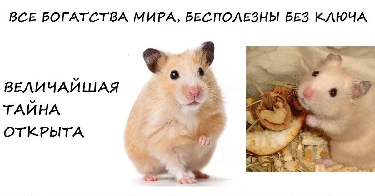 Какую лучше выбрать биржу в хомяке