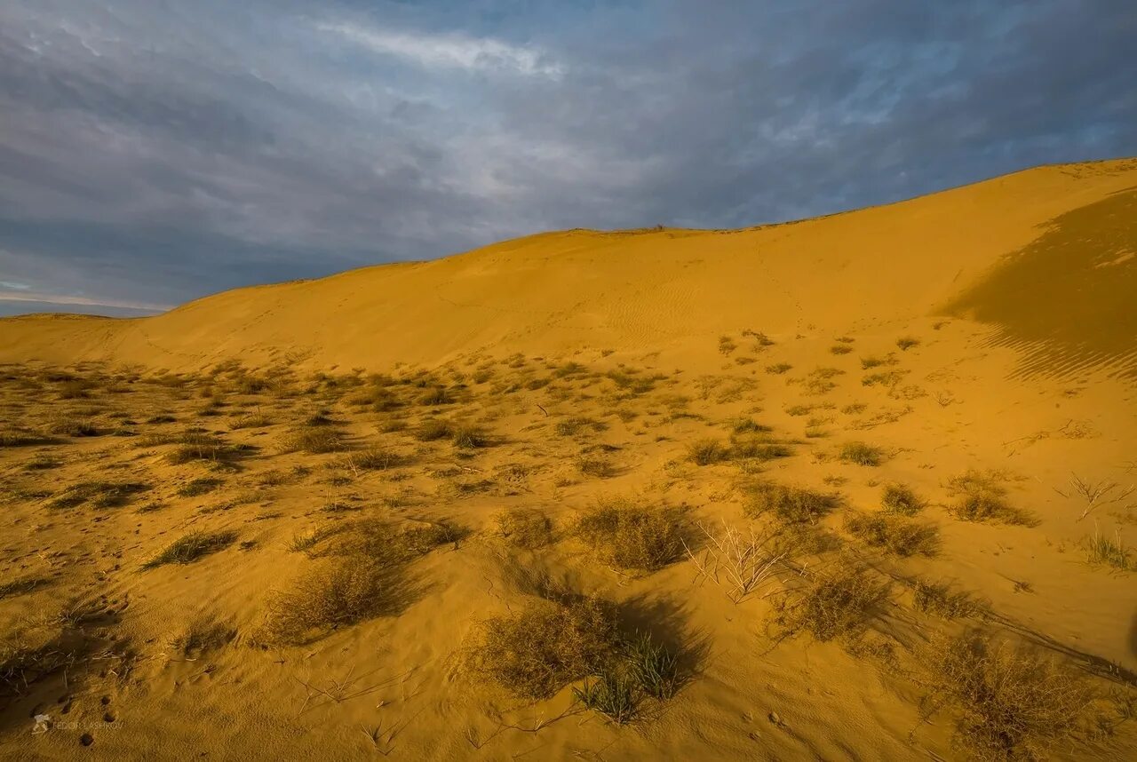 Пустошь равнина безлюдная степь. Пустынные степи россии. Степь полупустыня пустыня. Степь пустыня. Травянистая пустыня.