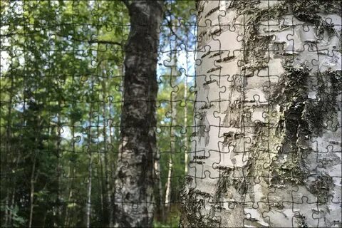 Береза ствол