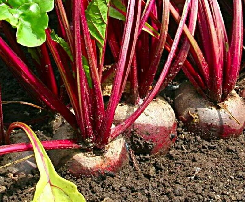 Какую лучше садить свеклу