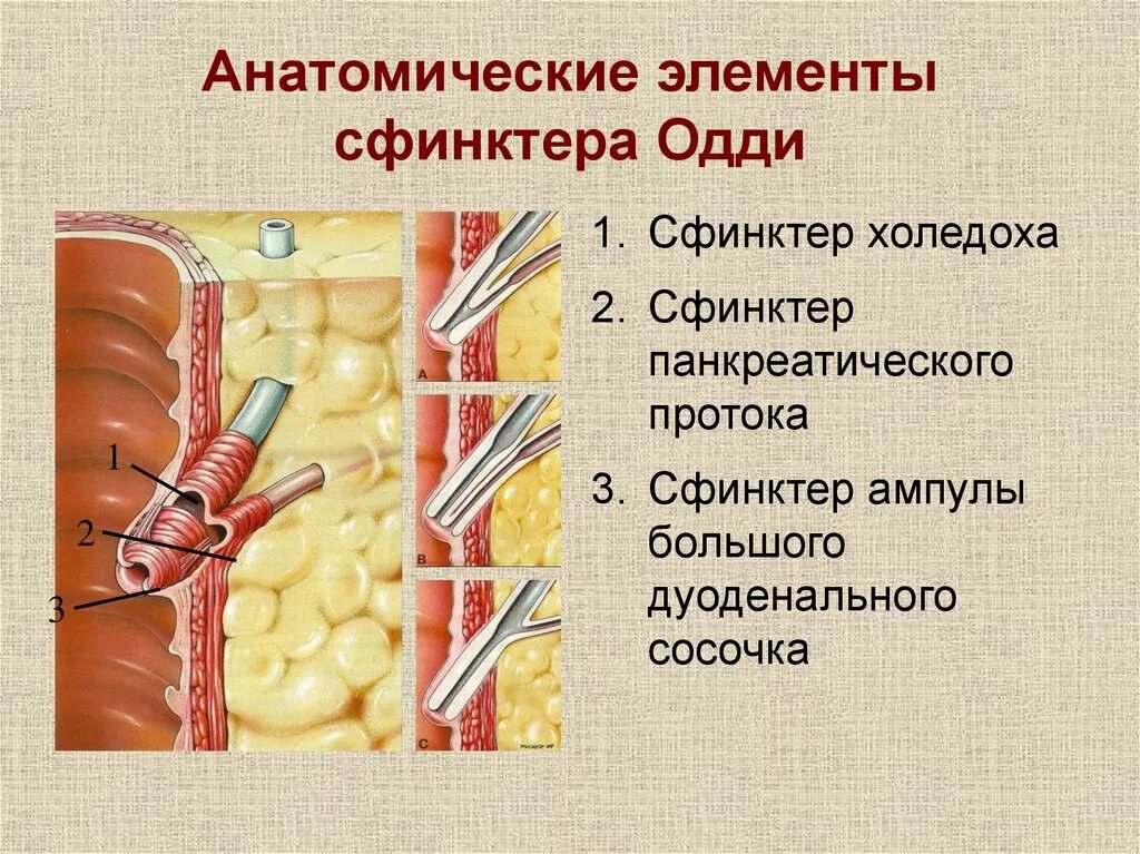 Поджелудочная железа сфинктер Одди. Желчный пузырь сфинктер Одди анатомия. Строение желчного сфинктер Одди. Проток поджелудочной железы сфинктер Одди. Сфинктер расположение