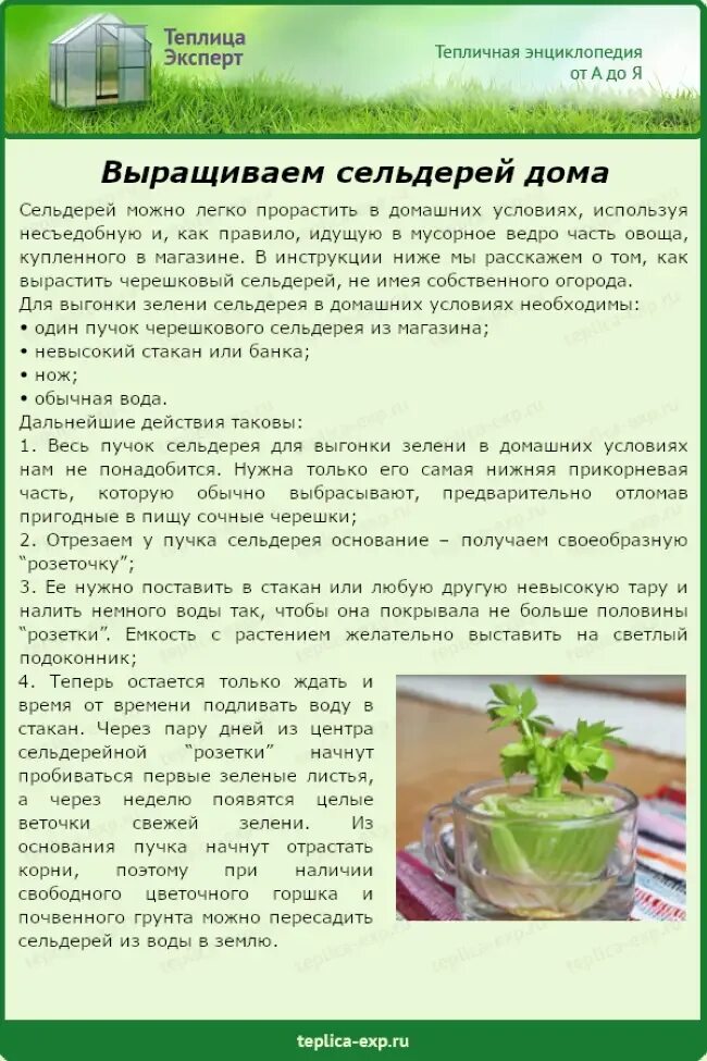 Как сажать черешковый сельдерей на рассаду. Сельдерей как выращивать. как растет сельдерей. сельдерей схема посадки рассады. рассада сельдерея корневого.