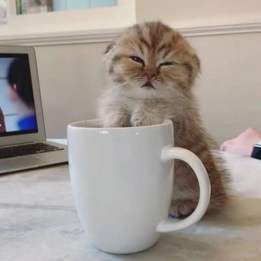 Доброе утро про кота. Доброе утро про кота