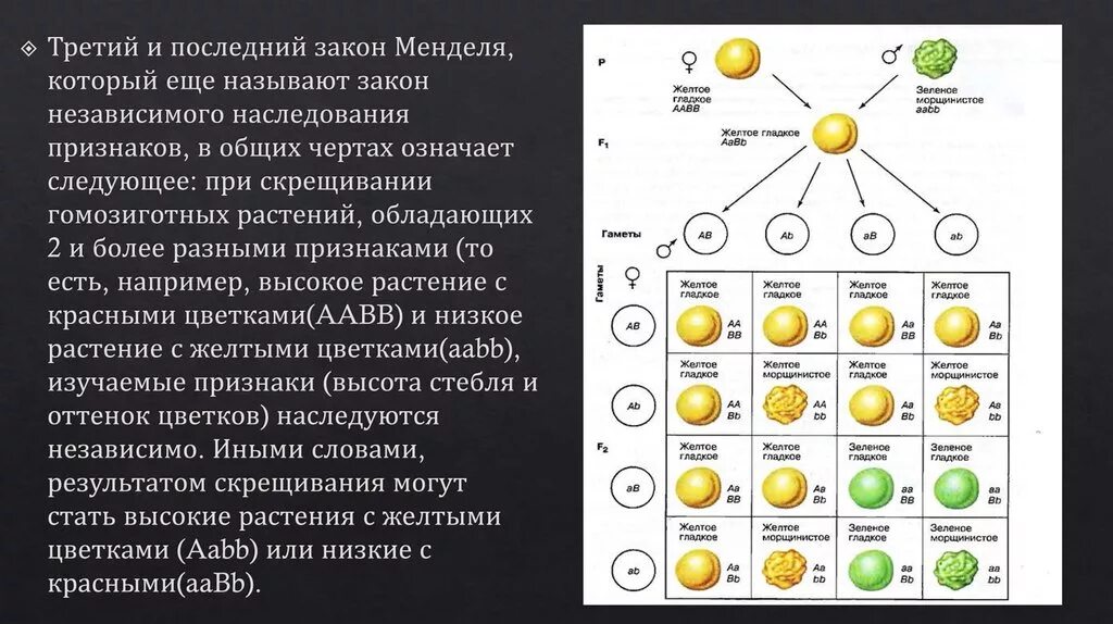 Расщепление по генотипу при дигибридном. 3 Закон Менделя формулировка и схема. Третий закон Грегора Менделя схема. Биология 3 закон Менделя таблица. Третий закон Менделя схема скрещивания.