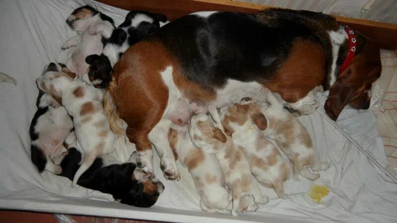 Родился один щенок в помете. Бигль Новорожденные щенки. Щенки сенбернара Новорожденные. Срок беременности у собак. Беременность собаки 1 месяц.