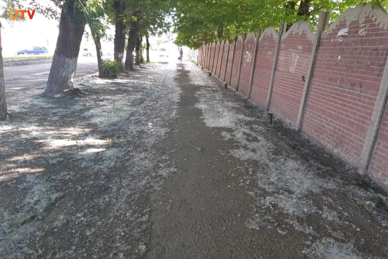 Тополиный пух. Тополь в городе. Тополь пух. Лето тополиный пух. Тополиный пух красноярск.