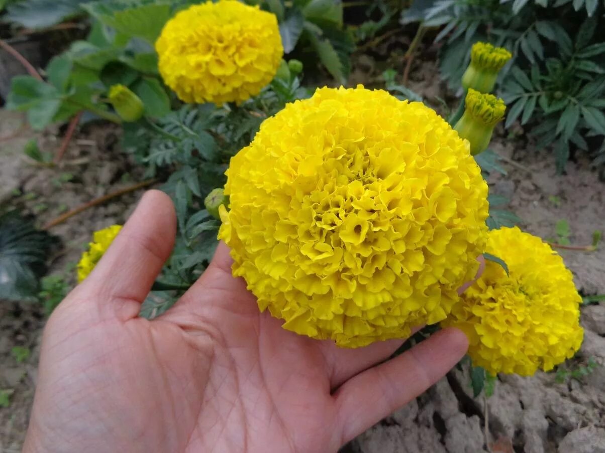 Бархатцы тагетес. Бархатцы прямостоячие тайшан. Бархатцы тайшан. Бархатцы прямостоячие антигуа. Бархатцы антигуа еллоу.