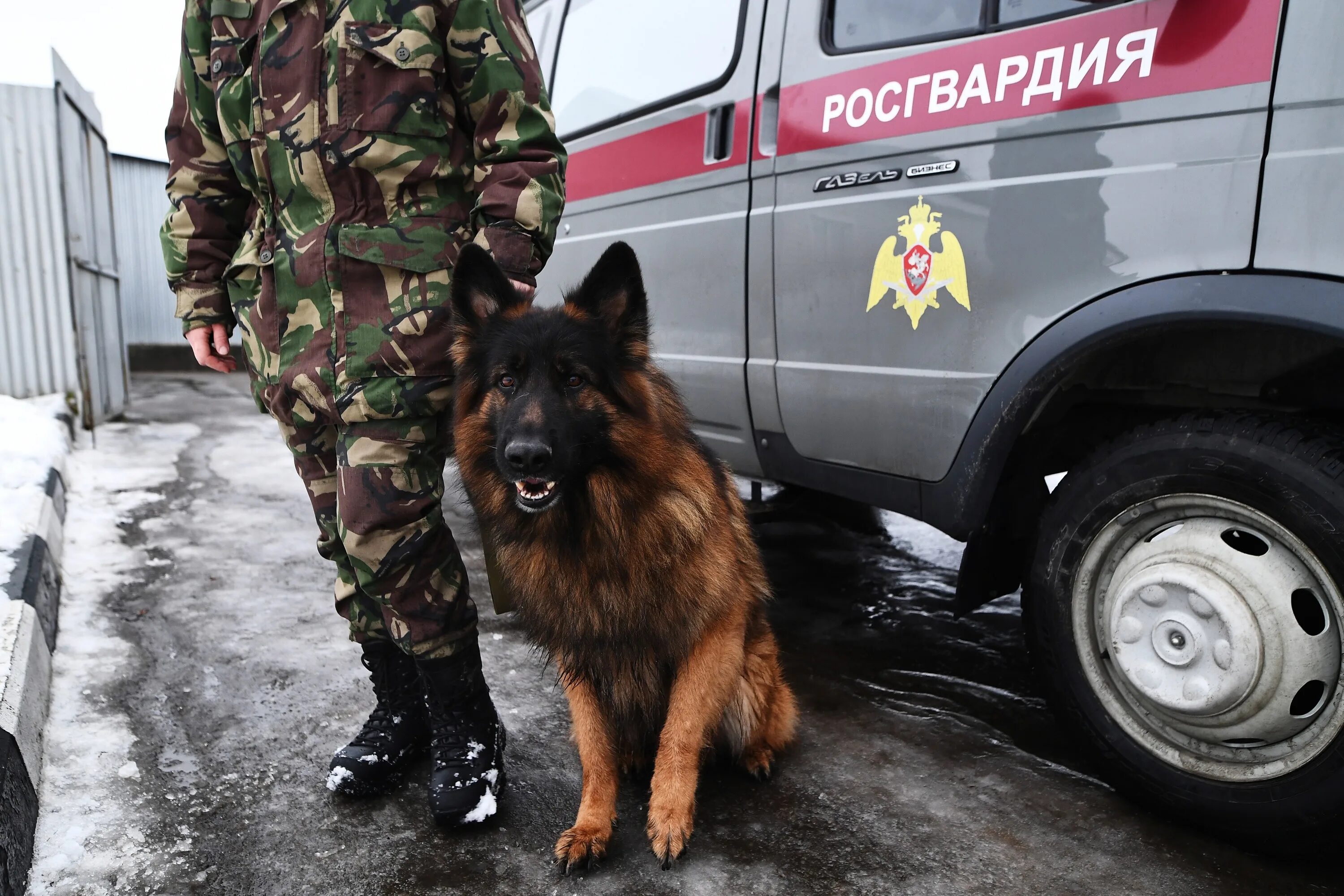 шеврон охрана. что значит охранять природу. чоп телохранитель. немецкая овчарка окд. охранять 10.