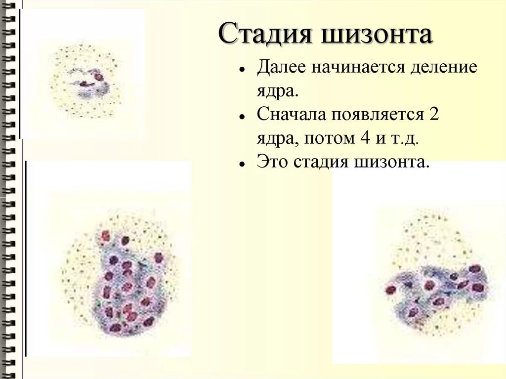 Шизонты. Стадия шизонта. Строение шизонта. Стадия трофозоита и шизонта. Шизонт это