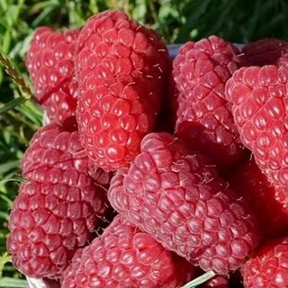 Малина пшехиба описание сорта урожайность характеристика фото