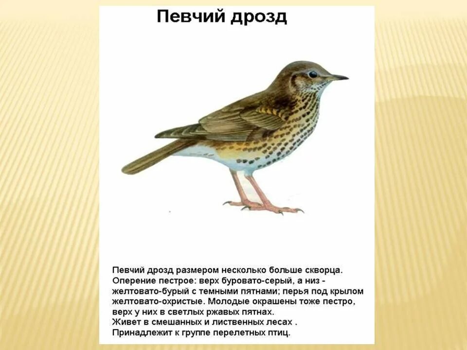 Певчий Дрозд Перелетная птица или зимующая. Дрозд описание. Дрозд описание птицы. Певчие перелетные птицы