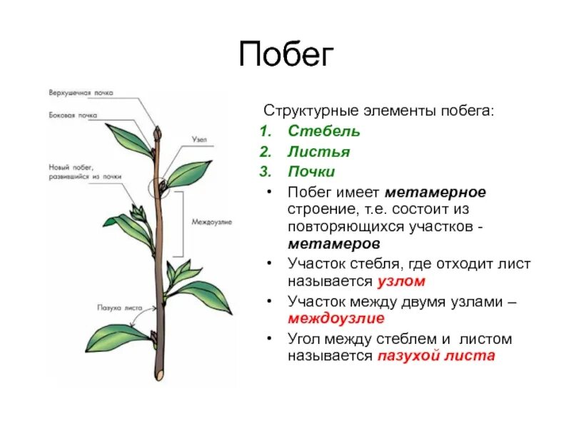Почка расположенная в пазухе листа