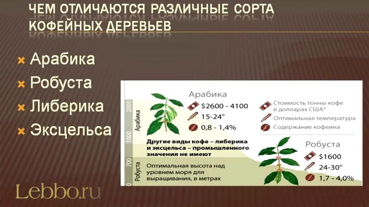 Кофе робуста отличается. Виды кофейных деревьев. Типы кофейного дерева. Виды растений и сорта кофе. Сорта кофе.