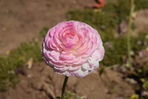 Ранункулюс пикоти розовый