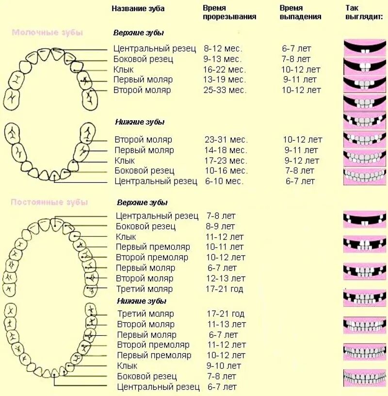 Можно ли есть зубы. Порядок прорезывания постоянных зубов схема. Схема прорезывания коренных зубов у детей по возрасту. График прорезывания постоянных зубов у детей. Схема прорезывания зубов у детей до 3 лет порядок.