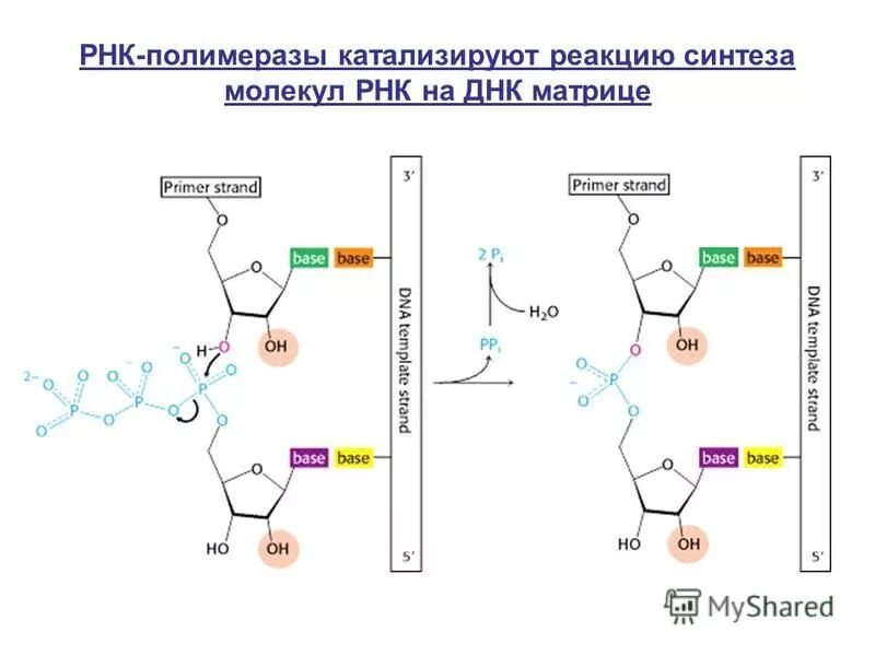 Молекула рнк построена