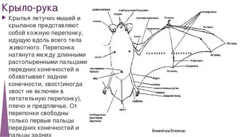 Ноги мыши и крылья летучей мыши