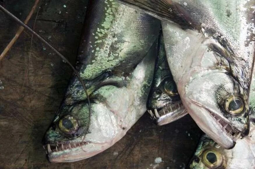 Скумбриевидный гидролик (Payara). Пайяра рыба. Скумбриевидный гидролик амазонки. Рыба вампир. Почему рыбы опасны для человека