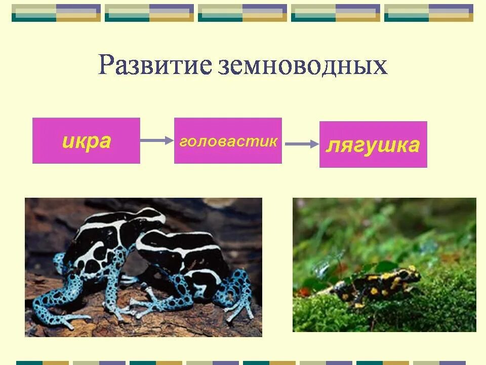 Развитие животных. Развитие земноводных. Размножение и развитие животных 3 класс. Размножение и развитие рыб земноводных и пресмыкающихся.