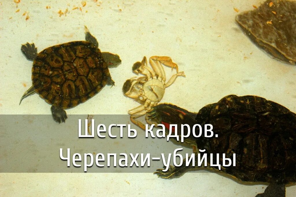 Черепахи и нет им конца. Презентация с черепахой 3 класс почва. Черепахи и нет им конца джон грин. Черепахи и нет им конца. Черепахи и нет им конца джон грин.