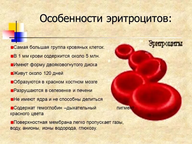 Особенности строения эритроцитов человека. Эритроциты признаки строение. Особенности строения клетки эритроциты человека. Особенности строения красных клеток крови.