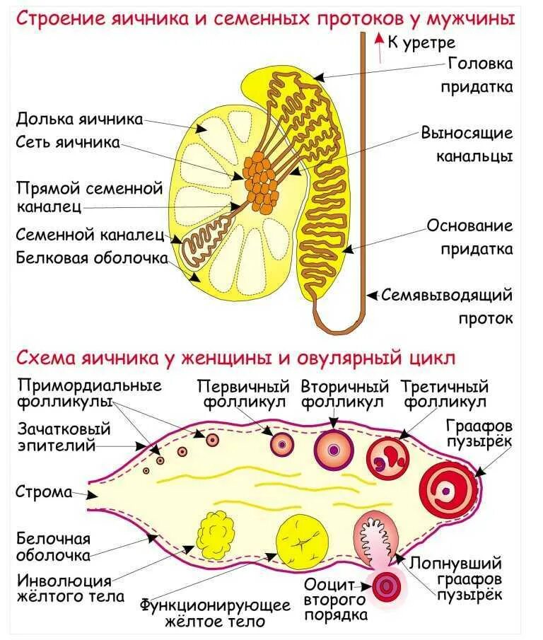 Мужские половые яичники. Внутреннее строение яичника анатомия. Внутреннее строение яичника кратко. Внутреннее строение яичника схема. Яичник схематическое строение.