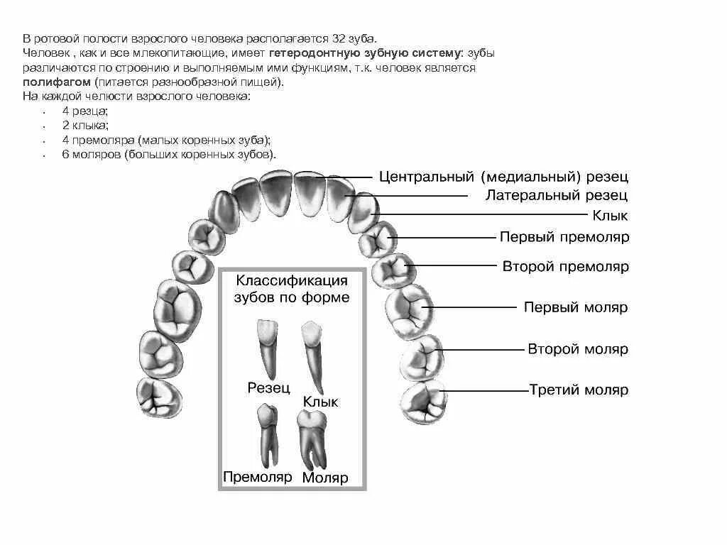 Зубы человека. Группы зубов и их функции. Строение и типы зубов. Функции зубов по группам.