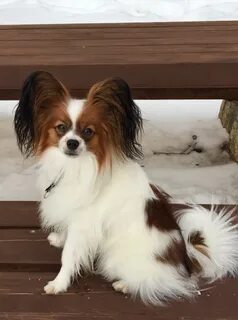 Papillon владикавказ