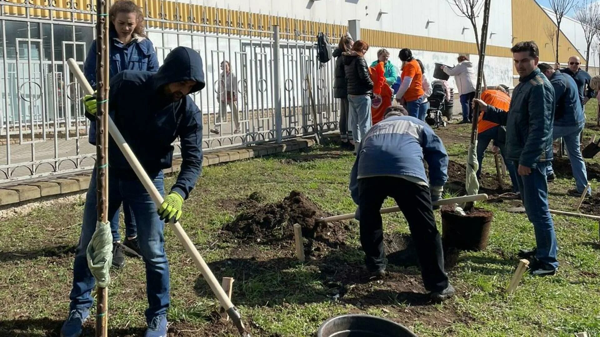 Посадили 56 деревьев 7 8