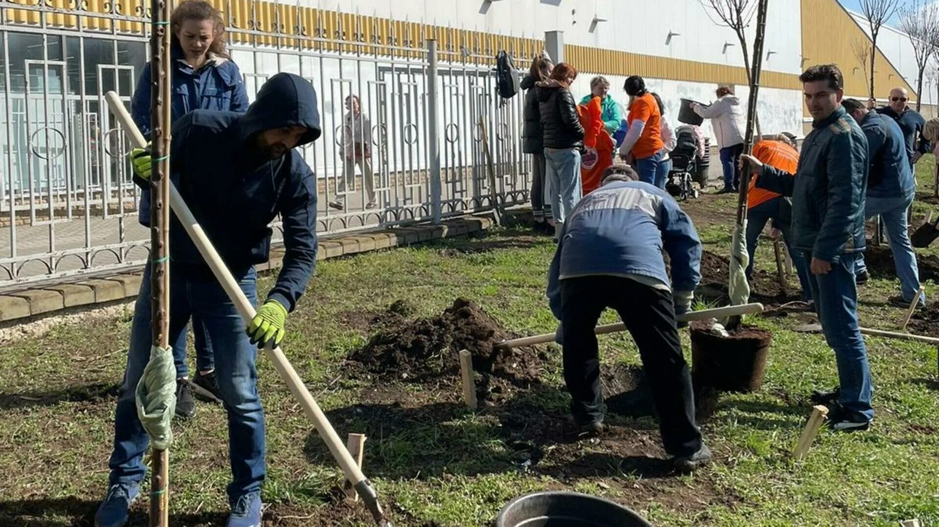 Посадили 56 деревьев