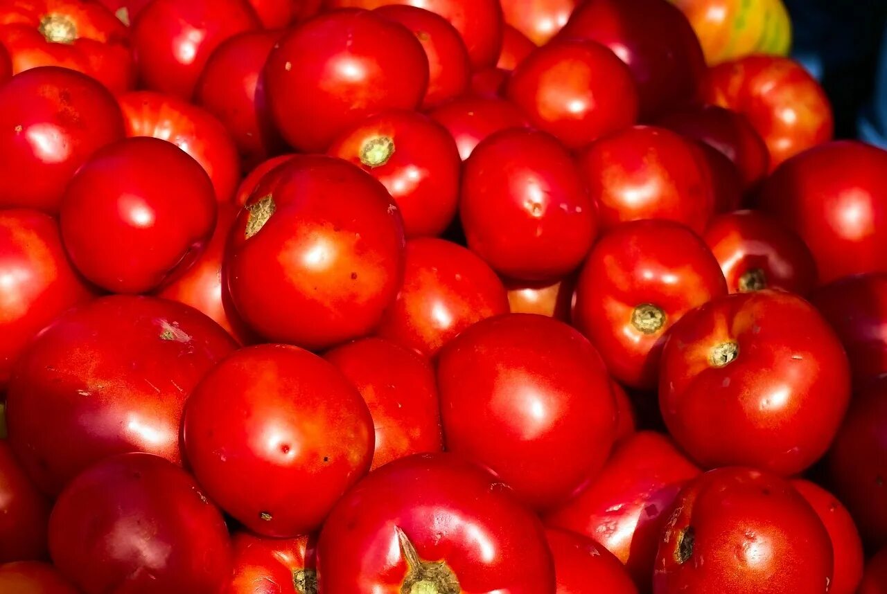 Красный Адриатика томаты. Сочные красные томаты. Ярко красные помидоры. Томаты с красными плодами.