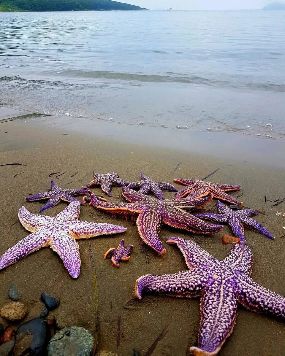 Морская звезда. Морские звезды японского моря. Морская звезда в море. Тропические морские звезды. Морская звезда 6