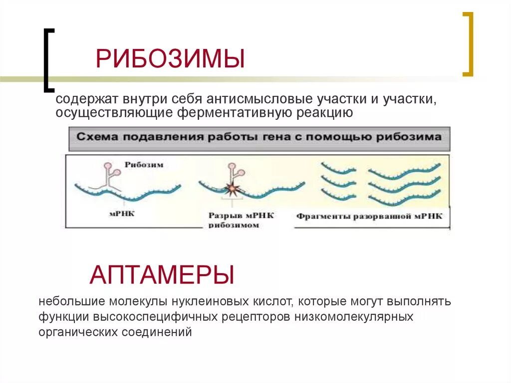 Каталитическая рнк. Ферментативная активность РНК. Рибозимы.. Абзимы и рибозимы. Каталитическая активность РНК. Рибозимы структура.