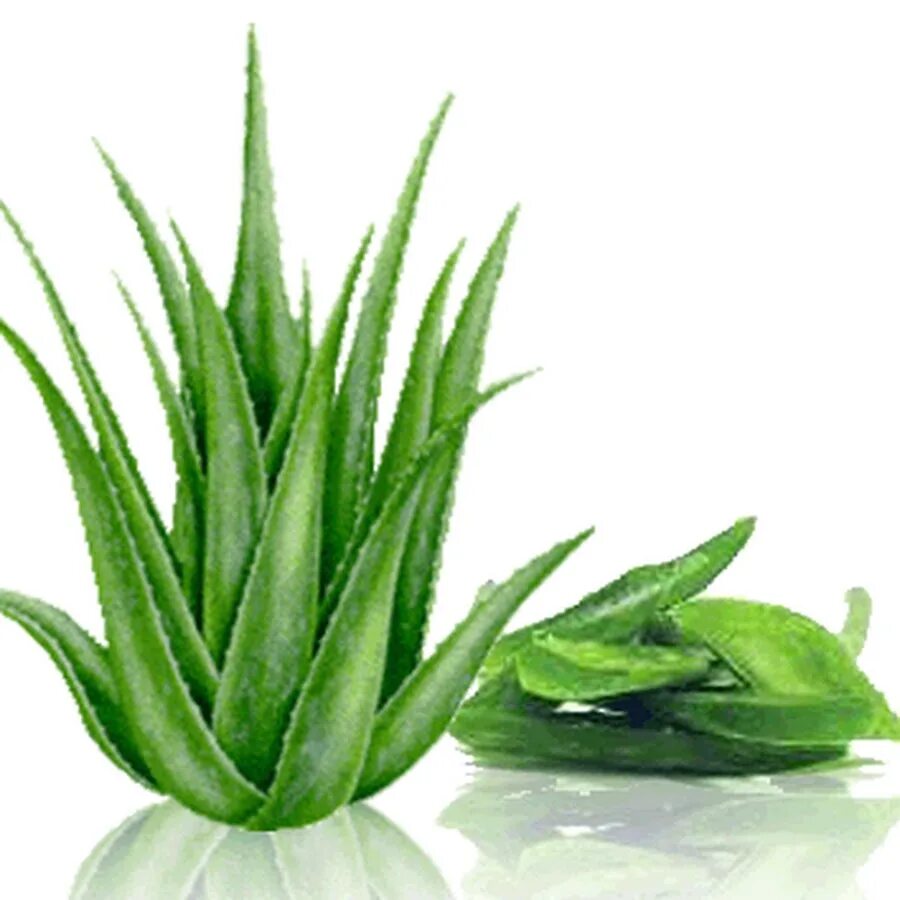 Алоэ миллер. Aloe barbadensis Miller. Алоэ барбаденси миллеои.