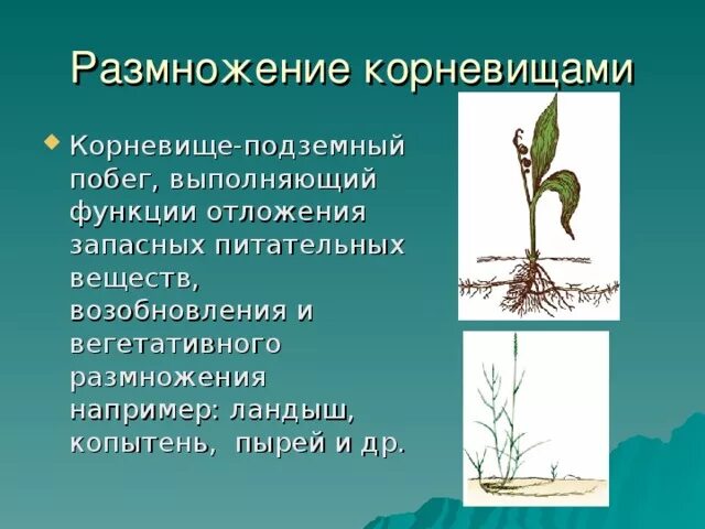 Докажите что корневище растений является побегом. Размножение пырея корневищами. Вегетативное размножение корневищами. Корневище подземный побег. Корневищами размножаются.