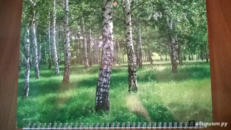 Березовая роща читать. Березовая роща читать