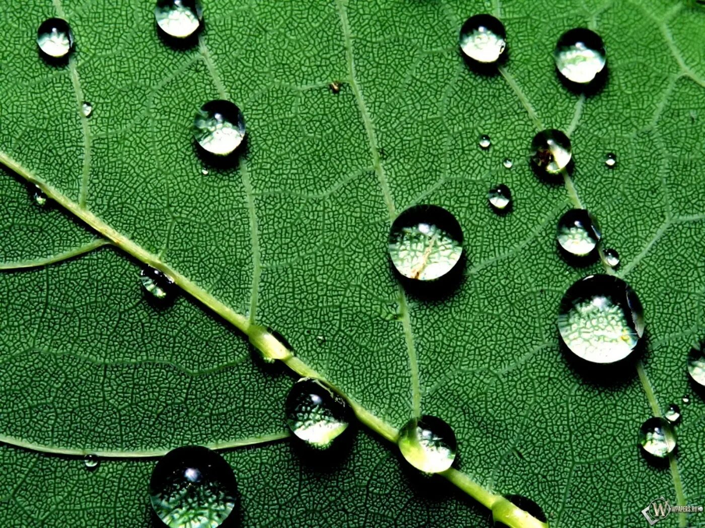 Капли воды на листьях. Роса на листьях. Листья с капельками воды. Капля на листе. Поднимающиеся капли воды