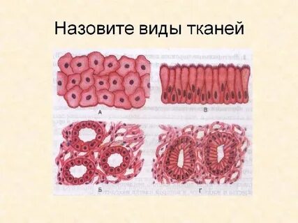 Задание 3 ткани организма человека