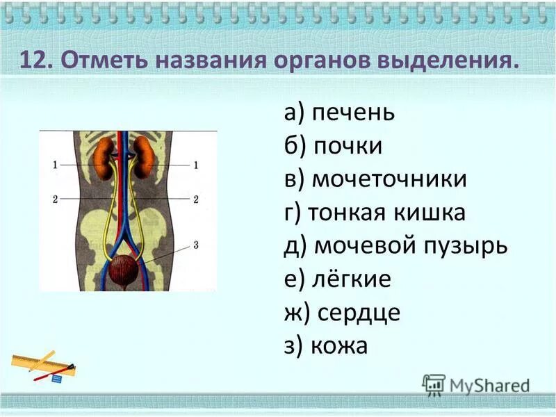 Контрольная работа по биологии выделительная система кожа