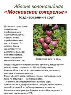 Морозостойкость яблони