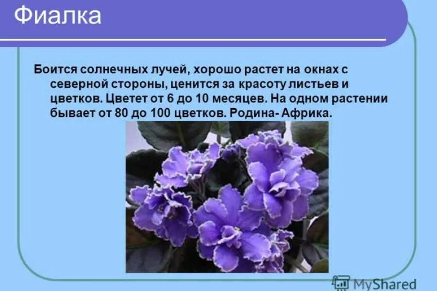 Фиалка факты. Родина фиалка узамбарская. Фиалка дурман. Фиалка узамбарская бактериоз.