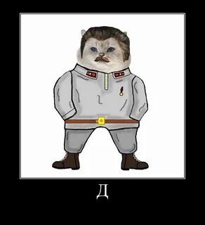 Кот нации