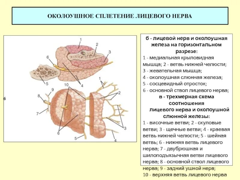 Иннервация околоушной железы анатомия. Отростки околоушной железы. Иннервация околоушной слюнной. Лицевой нерв околоушная железа. Образования околоушной железы