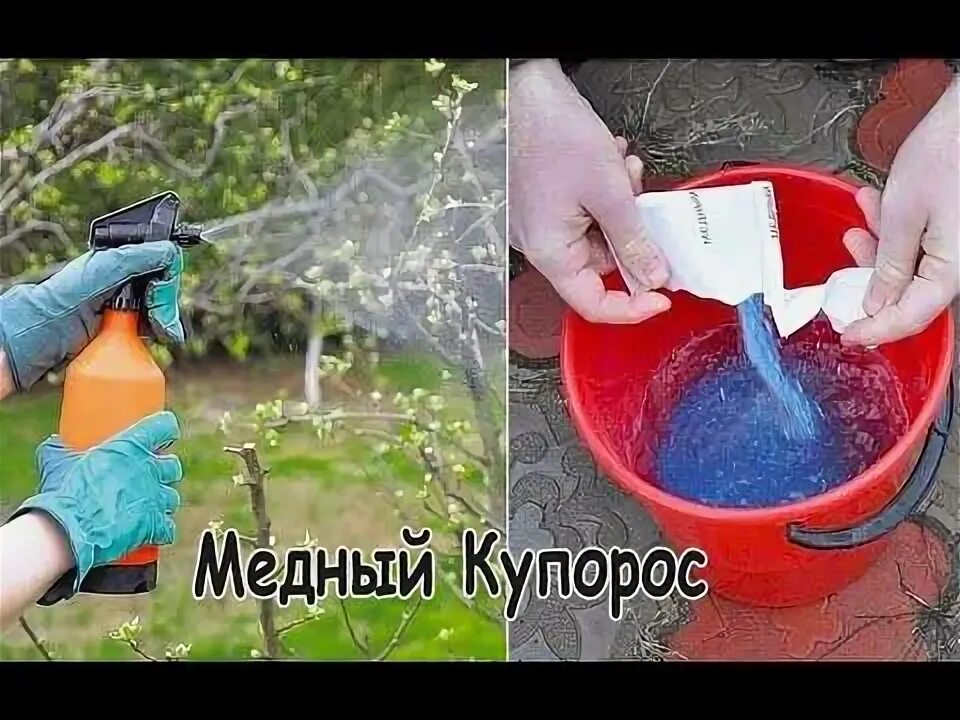 Опрыскивание сада медным купоросом. Медный купорос для обработки. Медный купорос опрыскивание. Медный купорос для обработки деревьев. Опрыскивание деревьев медным купоросом.