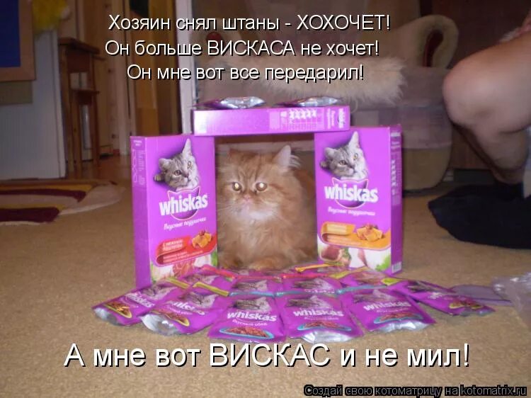 Реклама корма вискас. Песню вискаса удали. Песня где ты где я текст. Кот борис вискас. Песню вискаса удали.