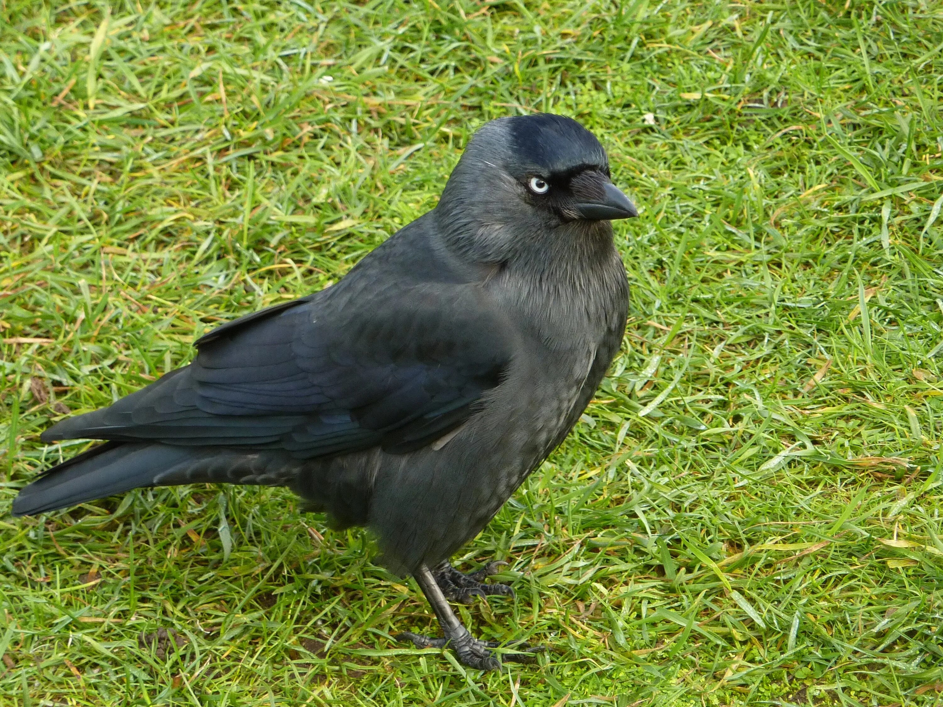 Free Images : animal, wildlife, beak, black, fauna, vertebrate, raven, foraging,