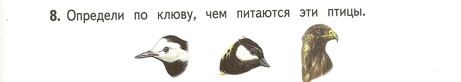 Значение клюва в жизни птицы. Типы клювов у птиц. клюв птицы. формы клюва у птиц. определить птицу по клюву.
