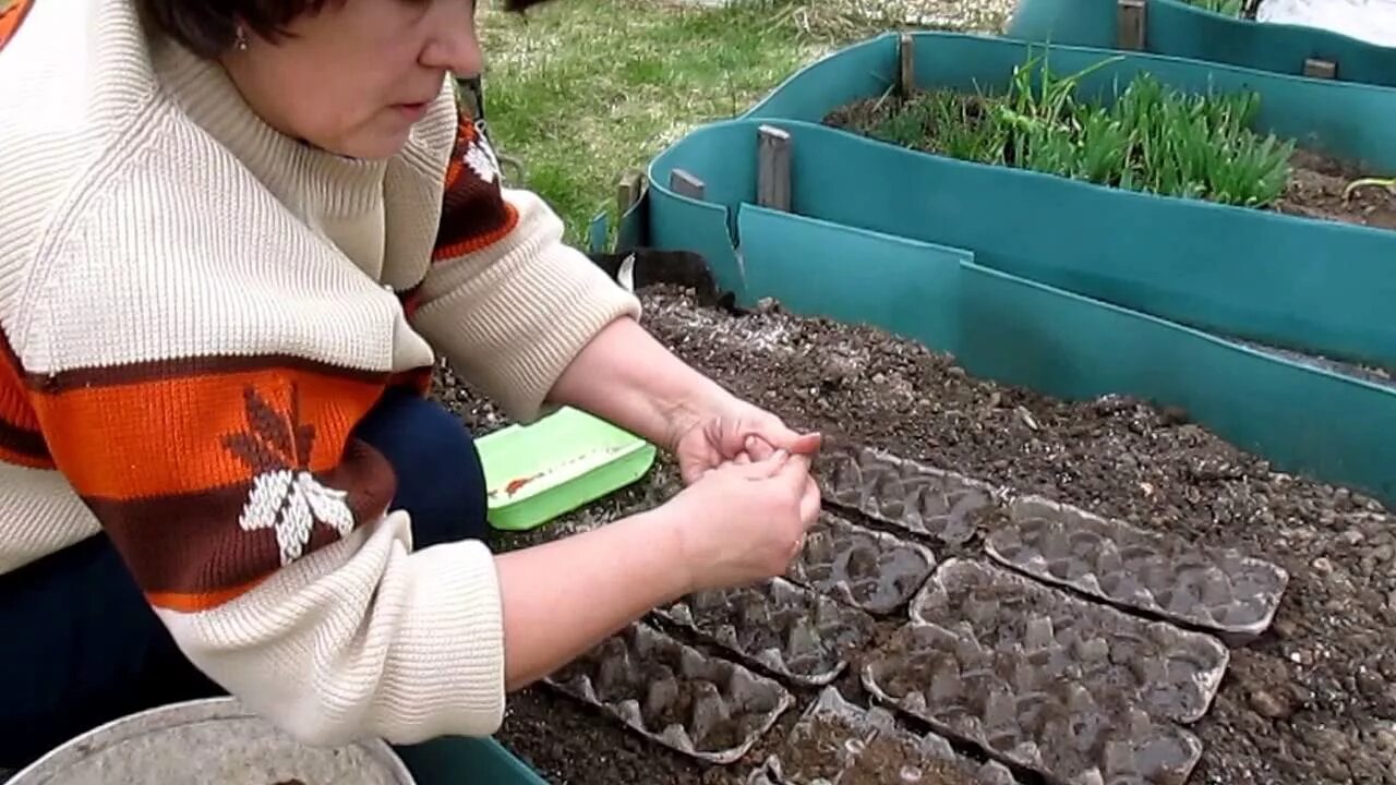 Можно ли посеять морковь. Яичные лотки на огороде. Посадка в яичные лотки на грядки. Посадка семян. Методы посадки моркови.