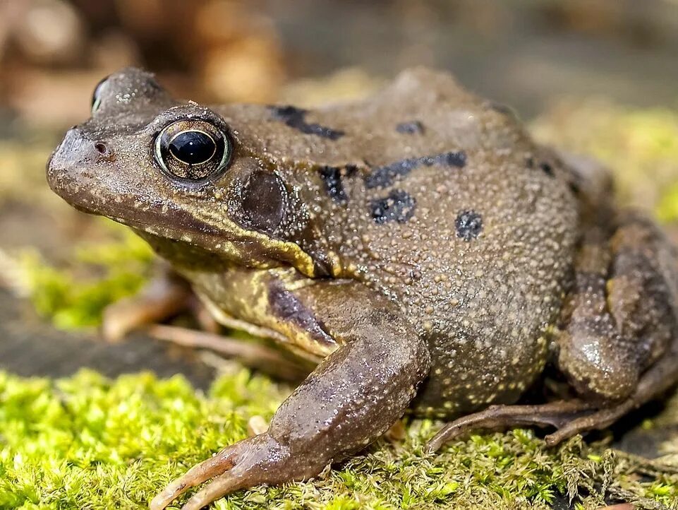 Земноводные самостоятельная. Лягушка Rana sylvatica. Зеленая жаба Bufo viridis. Чесночница обыкновенная. Жаба щитковая обыкновенная.